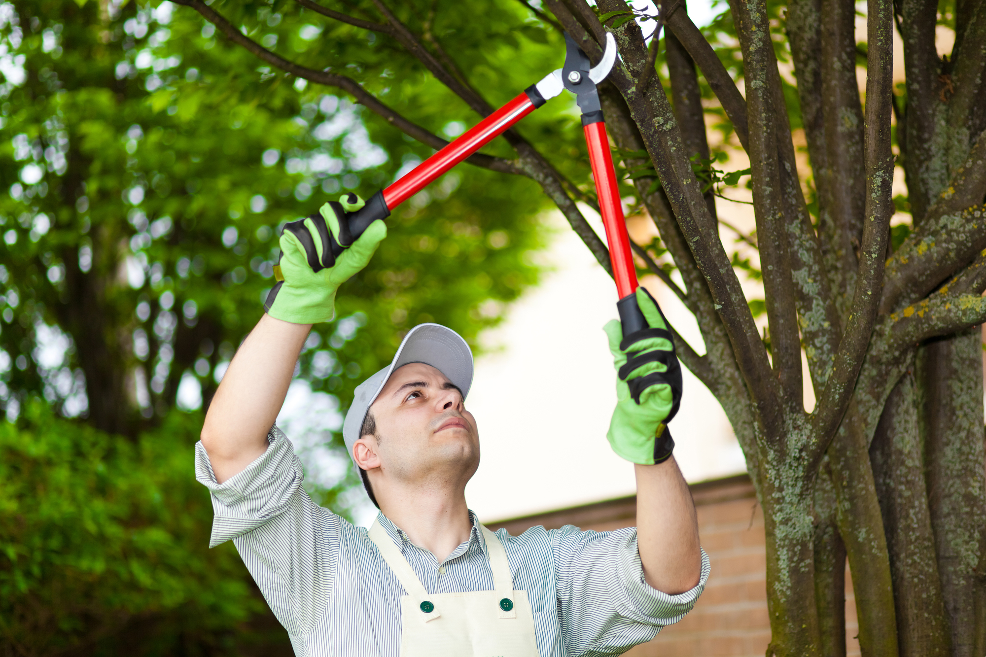 Tree & Shrub Care Near You in San Jose, CA